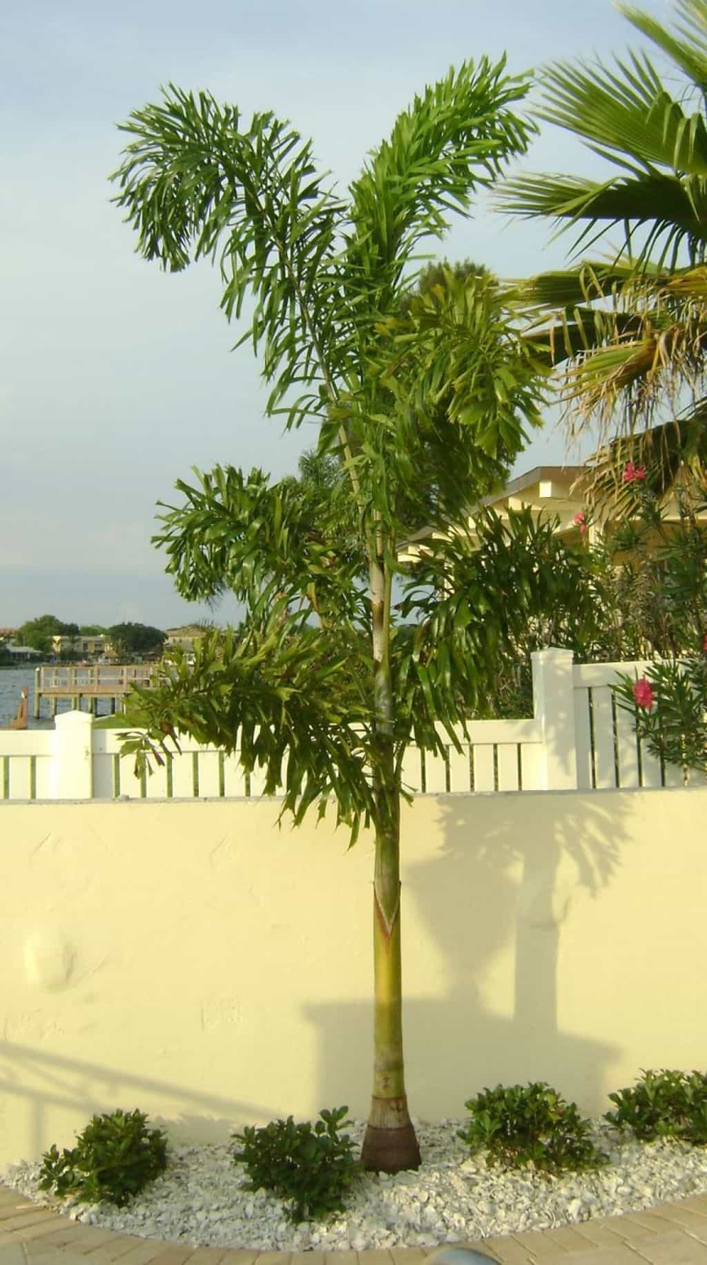 Backyard Palm Tree
 Backyard Garden With Foxtail Palm Tree Foxtail Palm