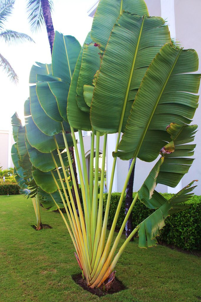 Backyard Palm Tree
 Traveler Palm …