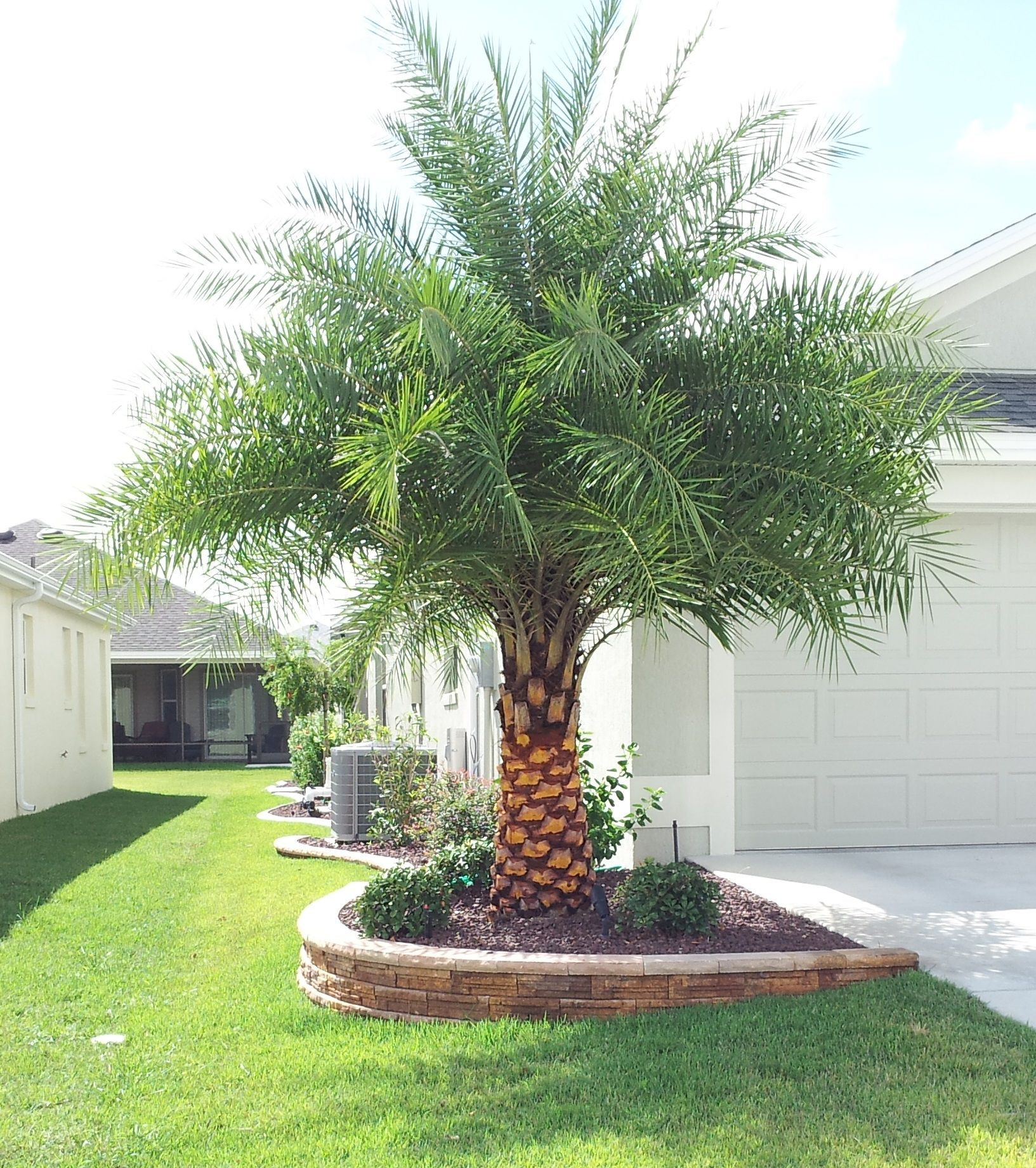 Backyard Palm Tree
 Pin by Shan Brooks on palm trees