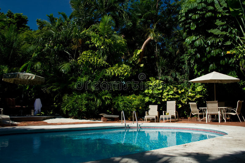Backyard Palm Tree
 Backyard Pool With Palm Trees Stock Image Image of
