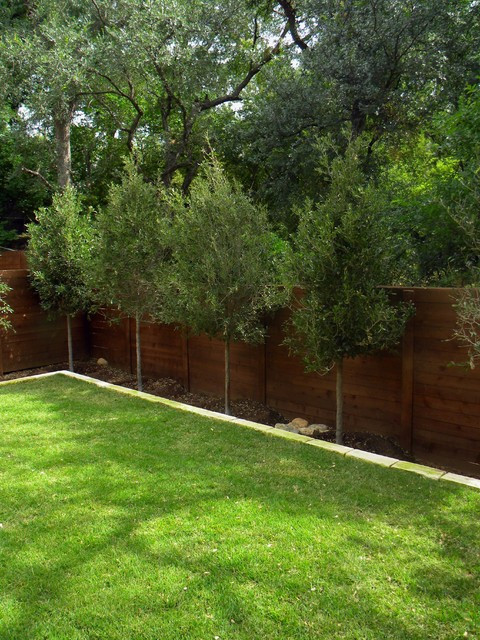 Backyard Tree Ideas
 Small minimal Backyard Modern Landscape austin by