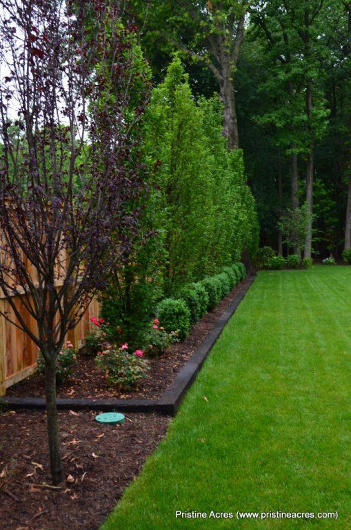 Backyard Tree Ideas
 purple tree And border along the back in front of the