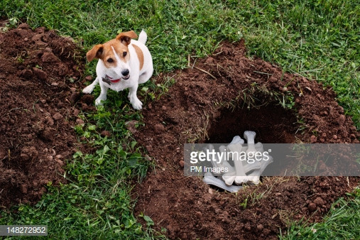 Burying Pets In Backyard
 Dog Burying Bones High Res Stock Getty