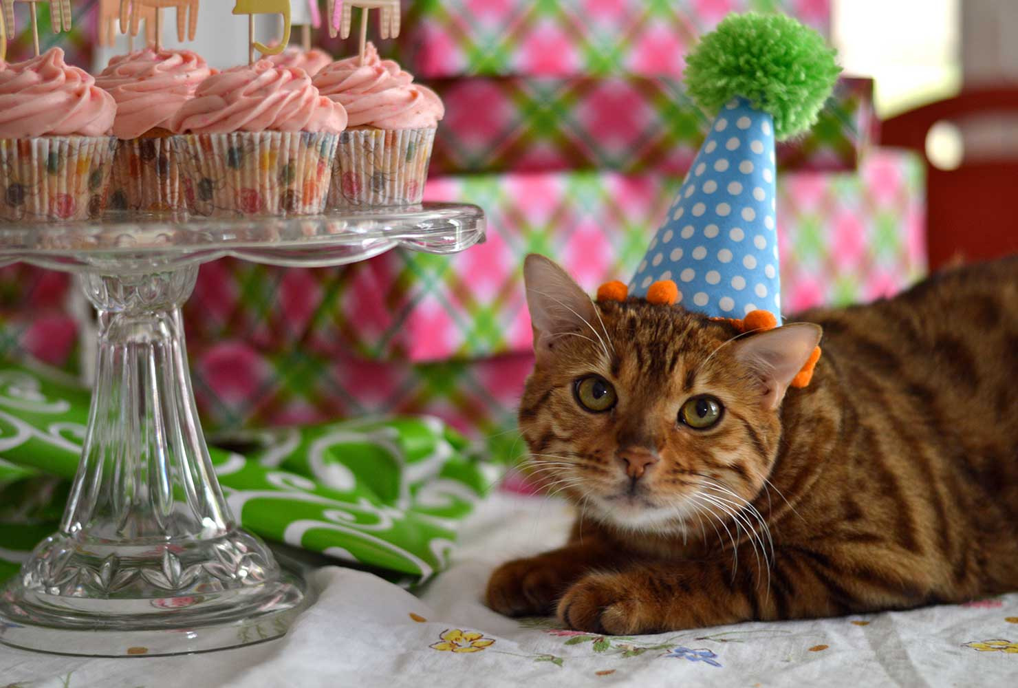 Cat Birthday Decorations
 19 Purr Fect Cat Birthday Party Ideas