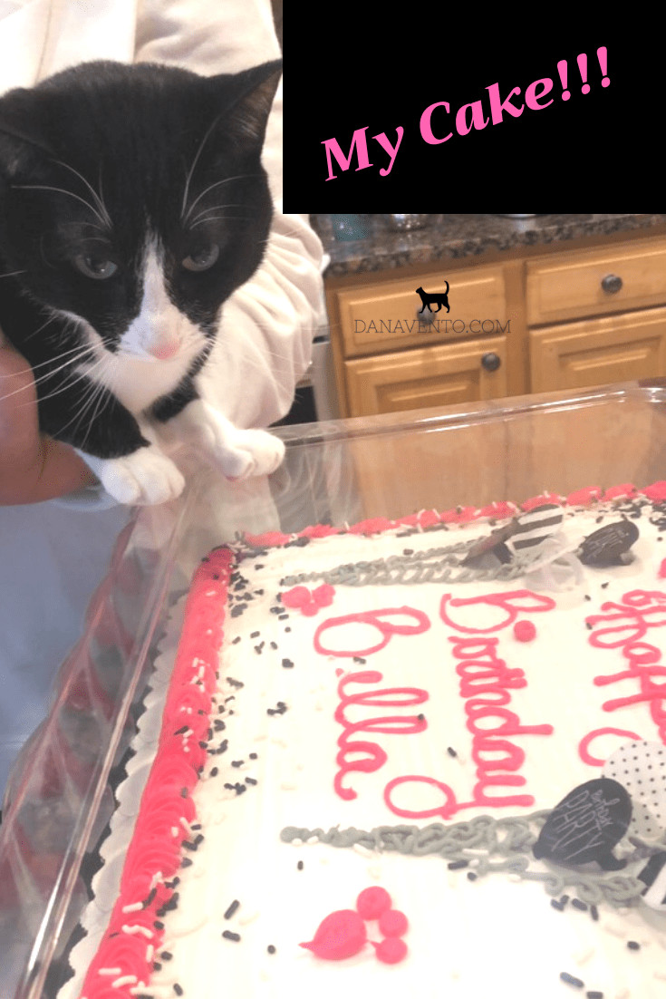 Cat Birthday Decorations
 How To Throw A Birthday Party For Your Cat Easy DIY