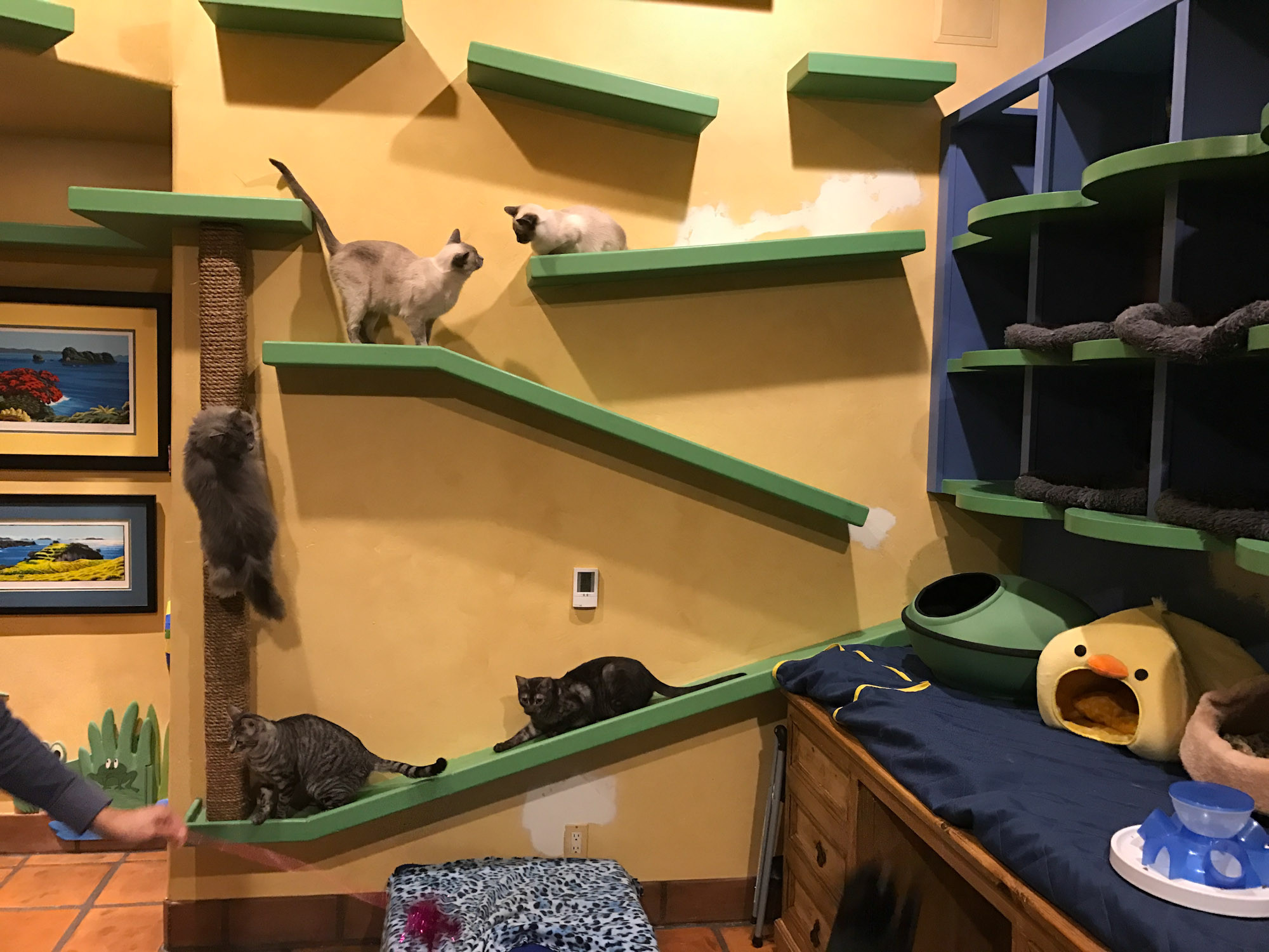 Caterpillar Kids Place Indoor Playground
 California man builds cat paradise helps fund FIP