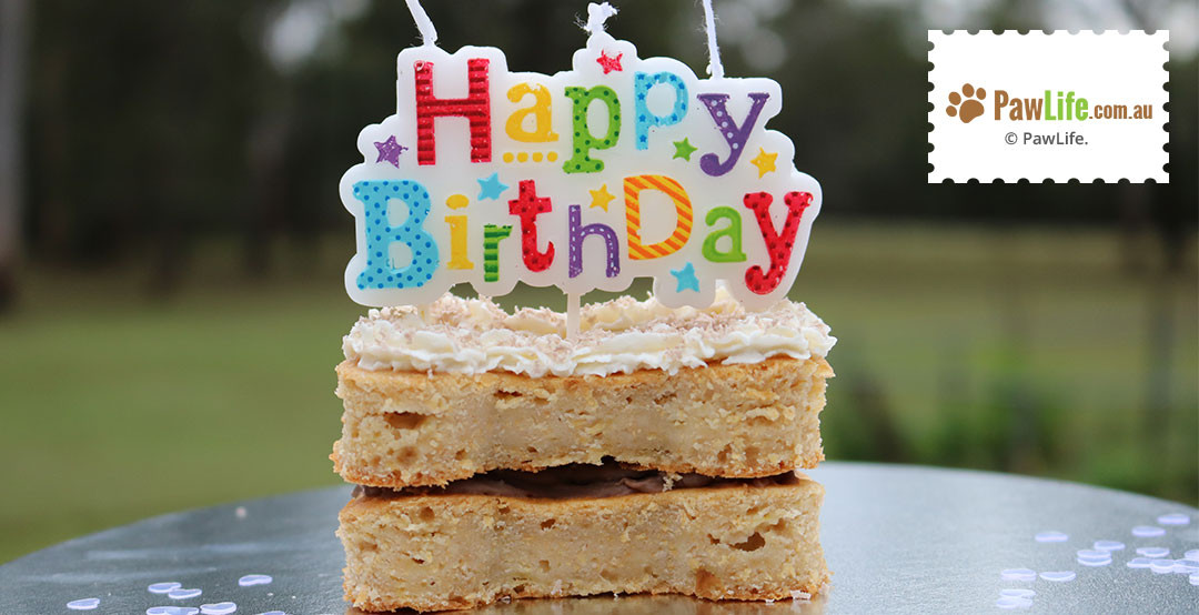 Dog Birthday Cake Recipe Easy
 Easy Dog Birthday Cake Recipe Paw Life
