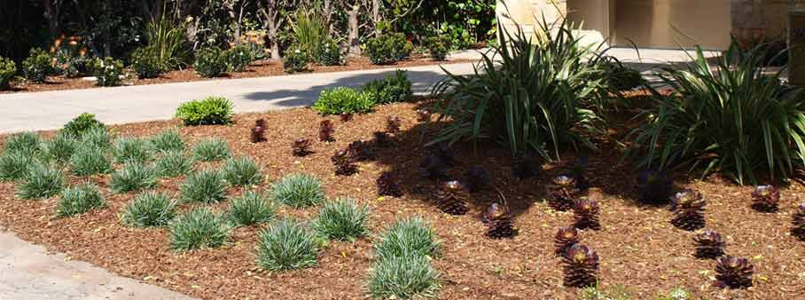 Drought Tolerant Plants Landscape Design
 Drought Tolerant Landscape