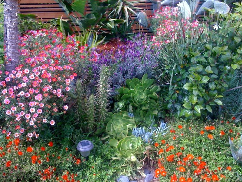 Drought Tolerant Plants Landscape Design
 drought tolerant plants southern ca landscape designs