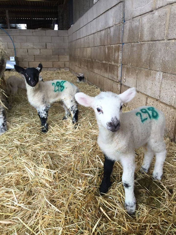 Easter Activities Near Me 2020
 Lambing Open Days at Watergate Farm Red Kite Days