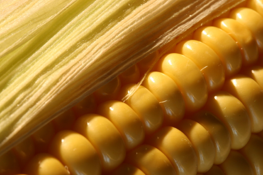 Fiber In Corn
 Corn Fiber – NutraWiki