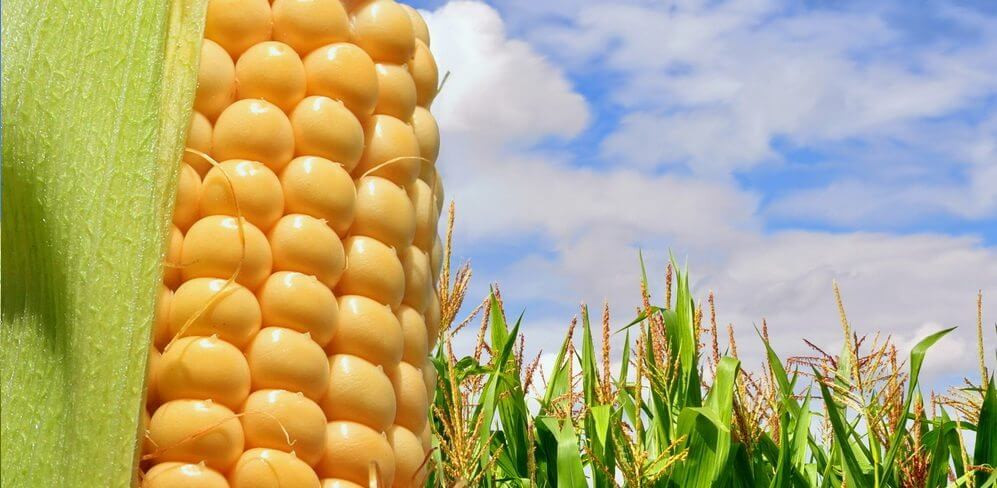 Fiber In Corn
 Corn Fiber – Your Unexpected Eco Friendly Carpet