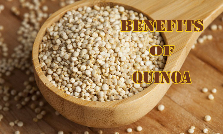 Fiber In Quinoa
 8 proven nutritional & health benefits of quinoa seeds