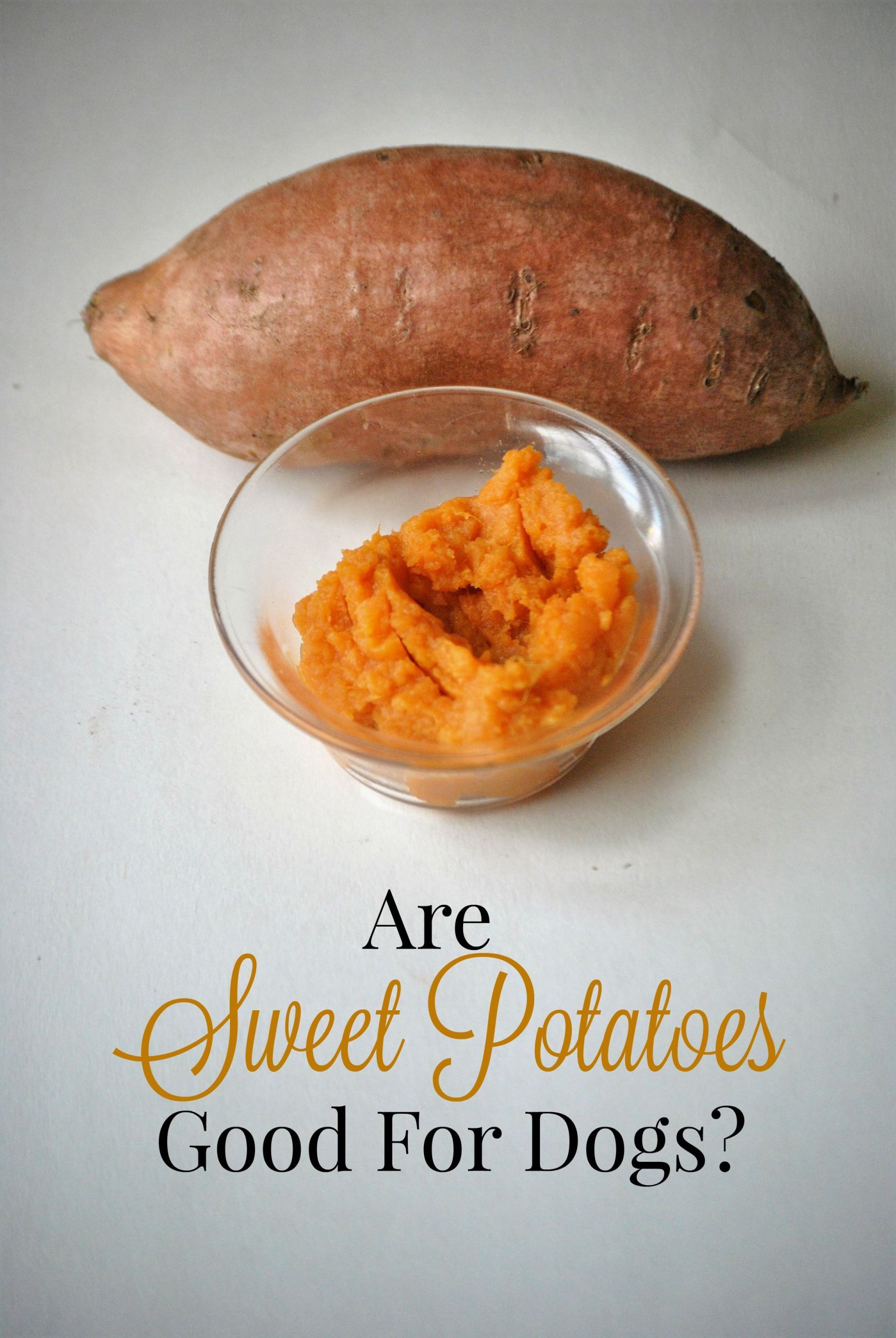 High Fiber Dog Food Recipes
 Can Dogs Eat Sweet Potatoes Dog Lovers