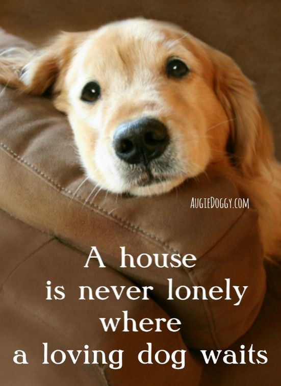 I Love My Dog Quotes Sayings
 A house is never lonely where a loving dog waits quote