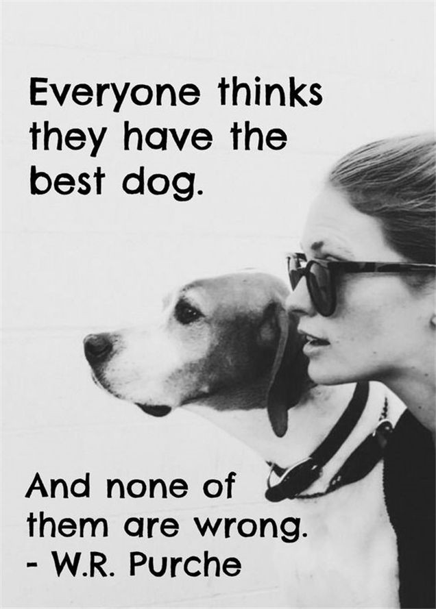 I Love My Dog Quotes Sayings
 Pin on Dog Lovers