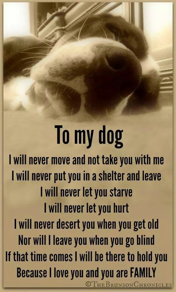 I Love My Dog Quotes Sayings
 I Love My Dog Quotes Sayings QuotesGram