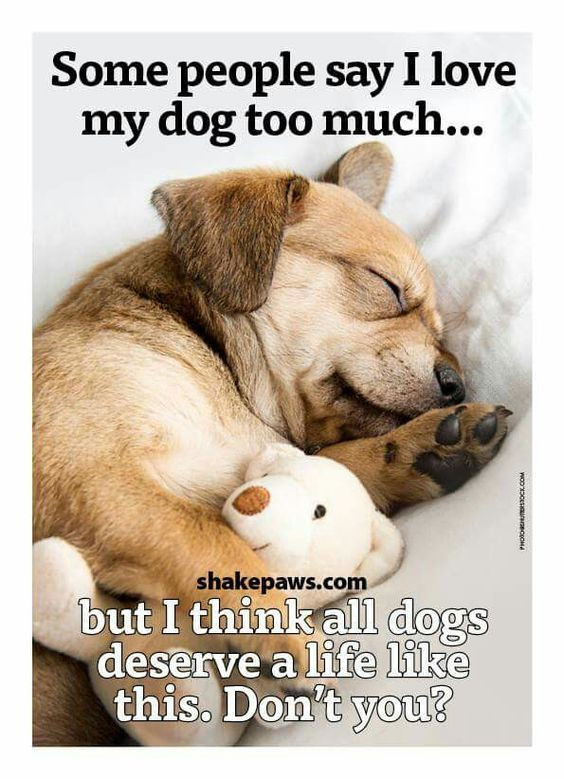 I Love My Dog Quotes Sayings
 713 best images about Dog Quotes and Poems on Pinterest