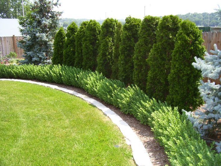 Landscape Along Fence Line
 Image result for tall evergreen plants along property line