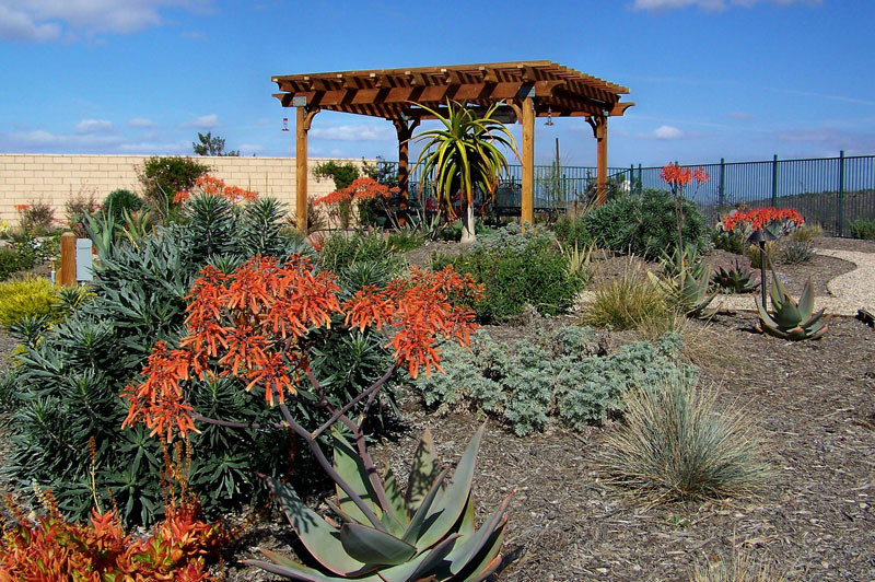 Landscape Designs San Diego
 Xeriscape Plants San Diego Water wise Landscape Gardening