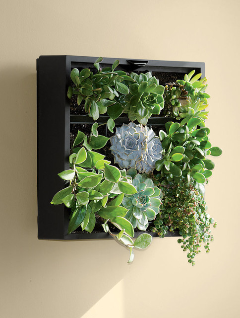 Living Wall Planters Indoor
 Living Wall Planter Contemporary Indoor Pots And