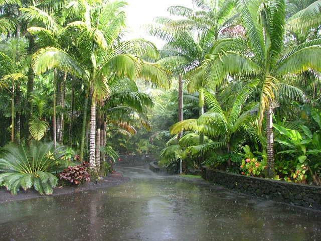 Outdoor Landscape Tropical
 Tropical Landscape Emphasis on Palm Trees Cycads and