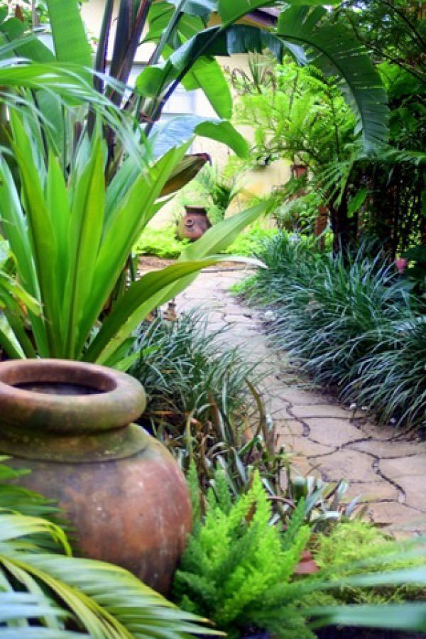 Outdoor Landscape Tropical
 14 Cold Hardy Tropical Plants to Create a Tropical Garden