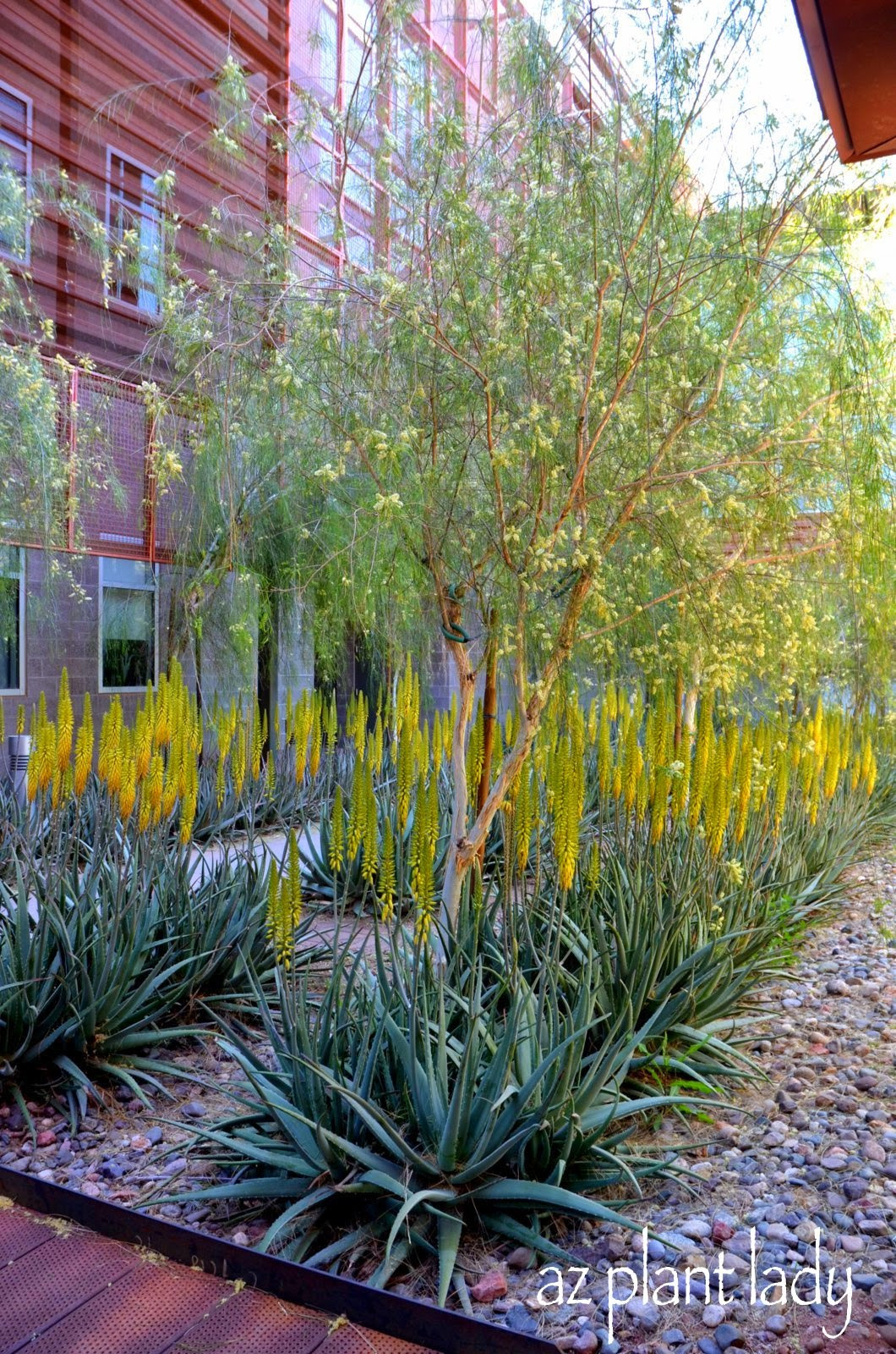 Plants Outdoor Landscape
 Inspired By 7 Desert Gardens We Love • Dorado Magazine