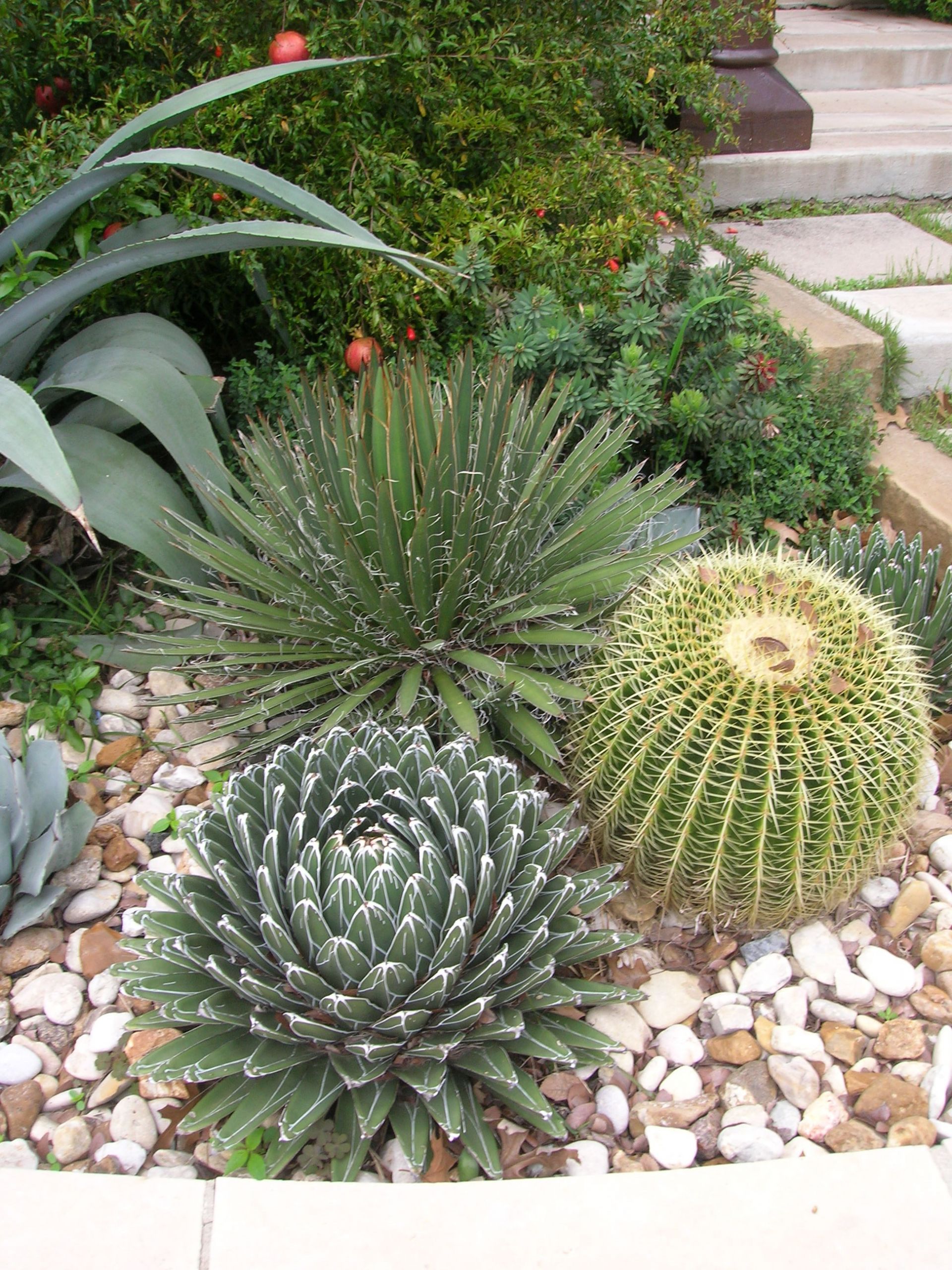 Plants Outdoor Landscape
 Outdoor Cactus Garden Ideas For The Best Looking Landscape