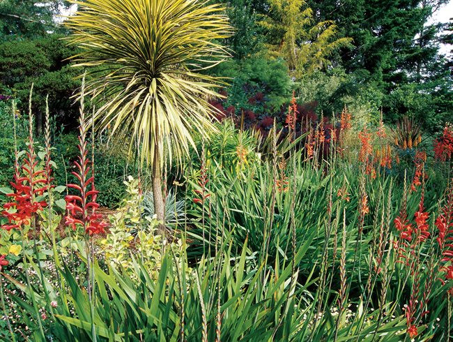 Plants Outdoor Landscape
 Mediterranean Plants to Grow in Your Garden