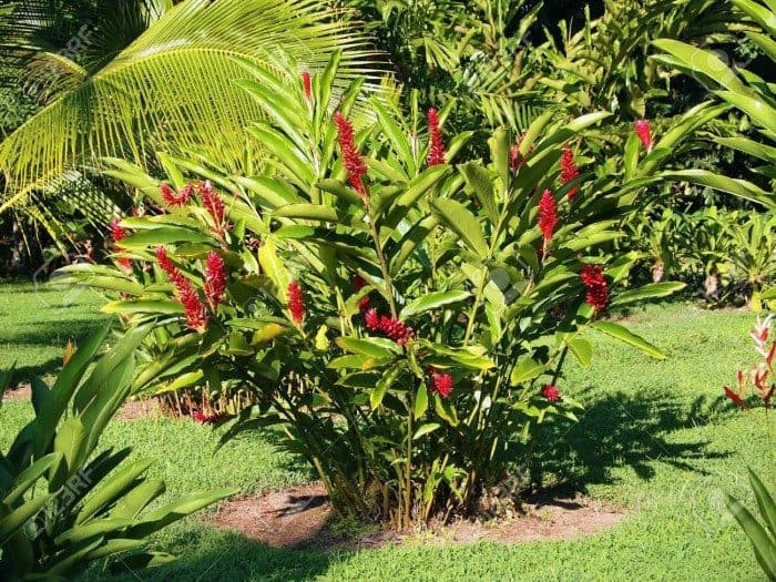 Plants Outdoor Landscape
 Exotic Tropical Heliconia Plants