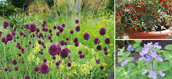 Plants Outdoor Landscape
 Plants You Should Grow Around Your House To Repel Insects