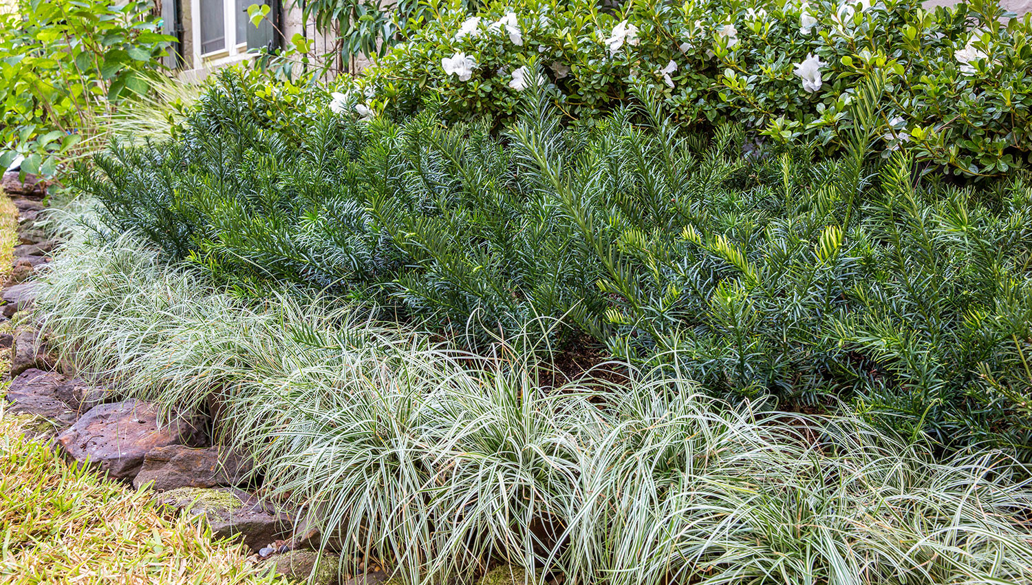 Plants Outdoor Landscape
 Video Yewtopia Plum Yew
