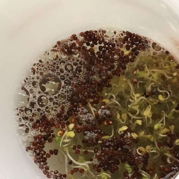 Rhonda Patrick Broccoli Sprouts
 A Better Way to Grow Broccoli Sprouts The BJJ Caveman