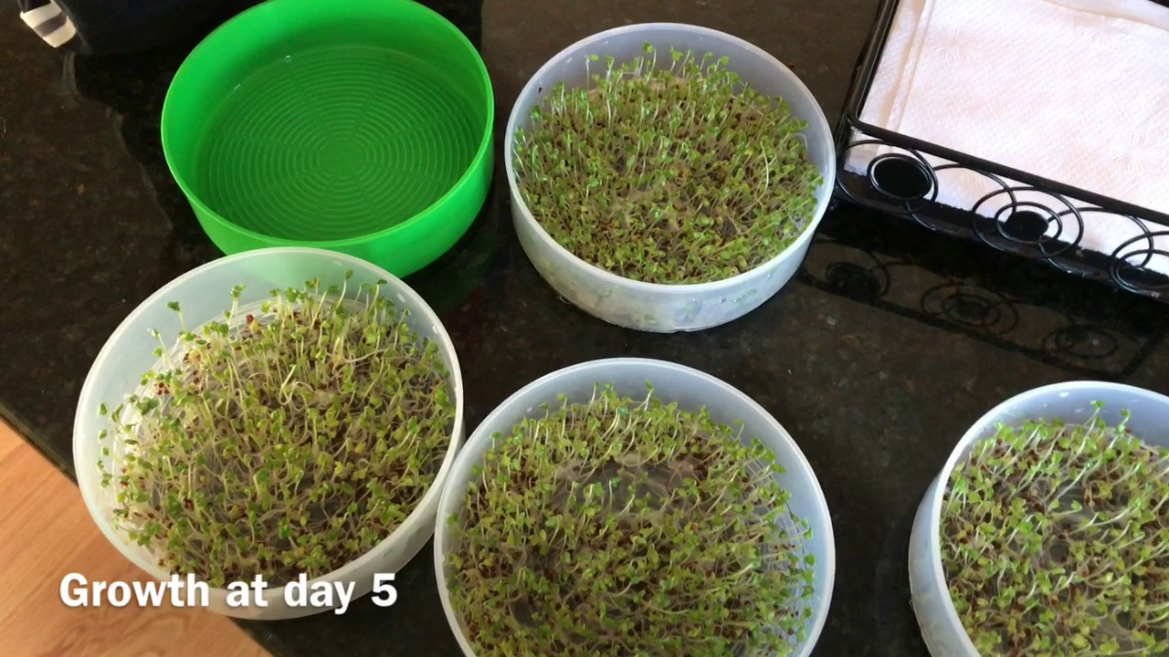 Rhonda Patrick Broccoli Sprouts
 How To Grow Broccoli Sprouts As Discussed By Dr Rhonda