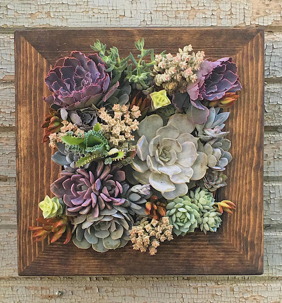 Succulent Living Wall Planter
 12x12 Living Wall Succulent Planter Vertical