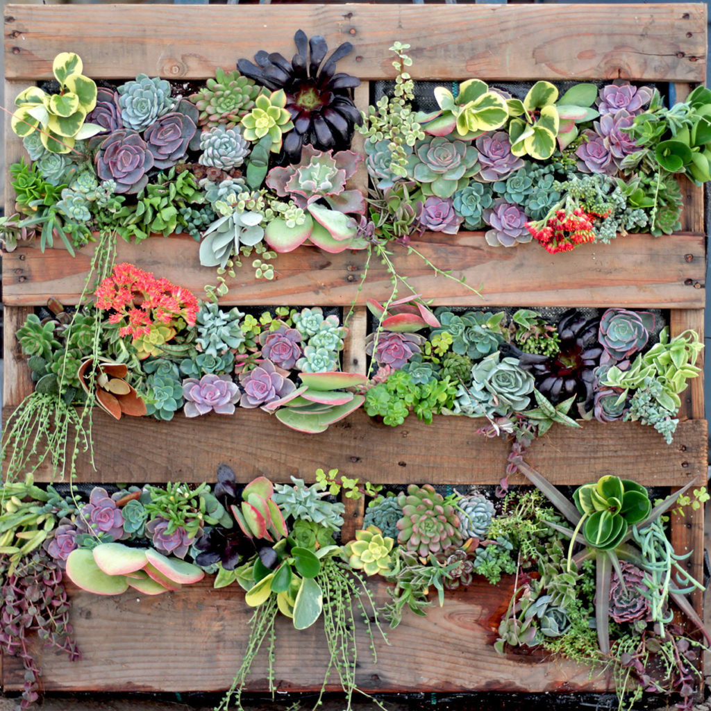 Succulent Living Wall Planter
 14 Awesome DIY Succulent Gardens