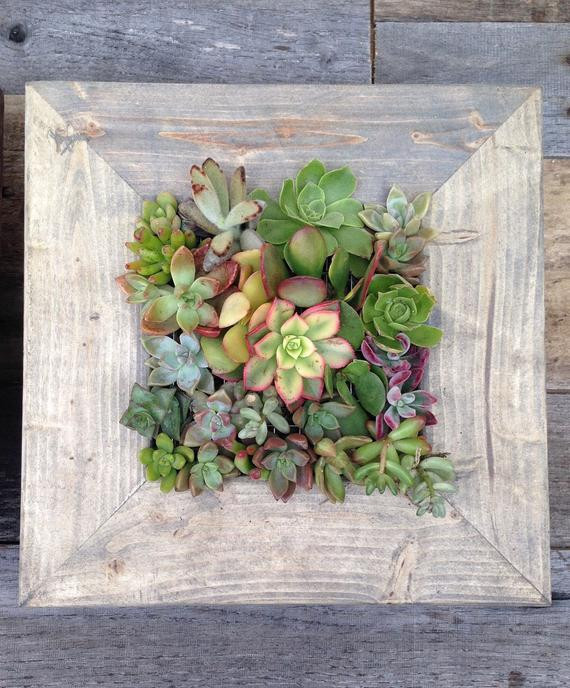 Succulent Living Wall Planter
 Vertical Garden 10x10 Living Wall Succulent