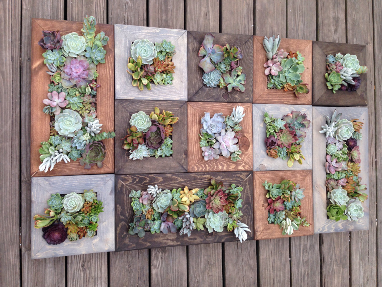 Succulent Living Wall Planter
 12x12 Living Wall Succulent Planter Vertical