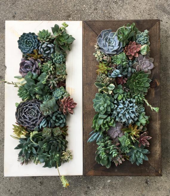 Succulent Living Wall Planter
 20x10 Living Wall Succulent Planter Vertical