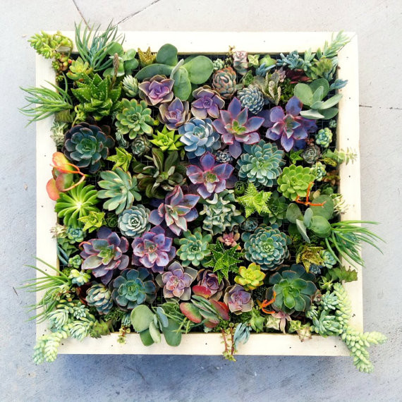 Succulent Living Wall Planter
 Growing a Vertical Wall Garden of Succulents Living