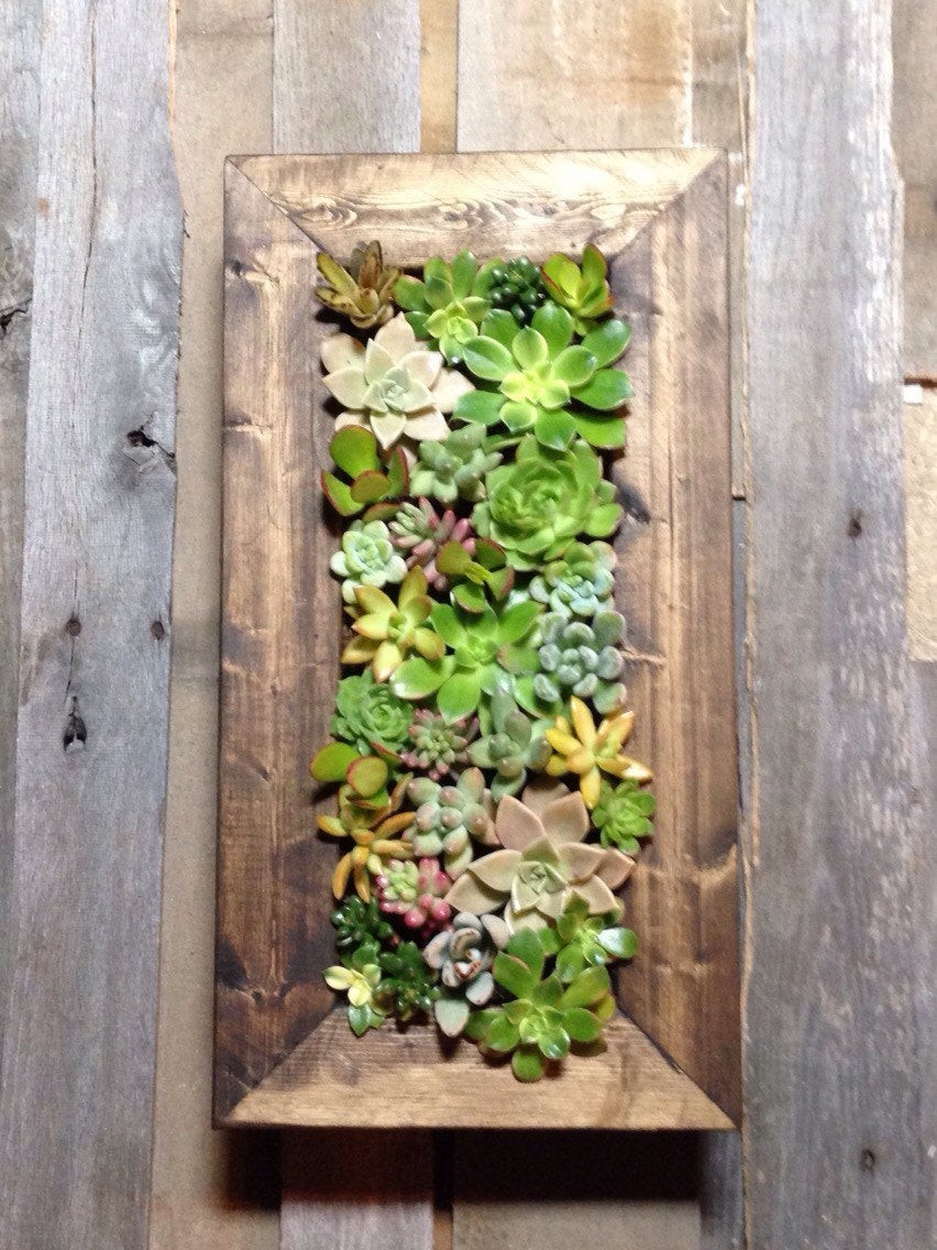 Succulent Living Wall Planter
 20x10 Living Wall Succulent Planter Vertical by