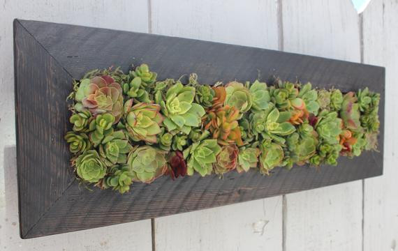 Succulent Living Wall Planter
 Vertical Hanging Living Wall Succulent Planter by