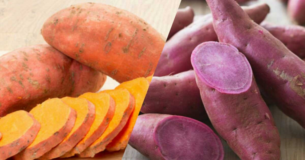 Sweet Potato Diabetes
 Should You Eat Sweet Potatoes If You Have DIabetes