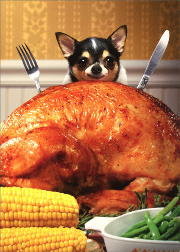 Thanksgiving Turkey Funny
 Little Dog Behind Big Turkey Funny Chihuahua Thanksgiving