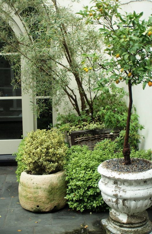 Trees To Plant In Backyard
 Potted Plants for Patio