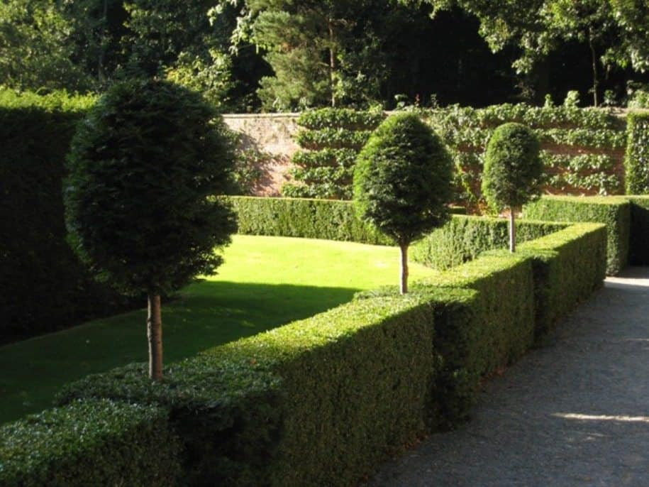 Trees To Plant In Backyard
 Formal Garden With Small Trees And Privet Hedges