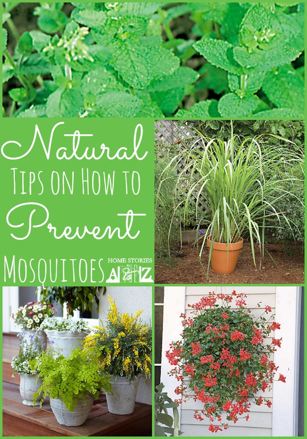 Trees To Plant In Backyard
 How to Prevent Mosquitoes Home Stories A to Z