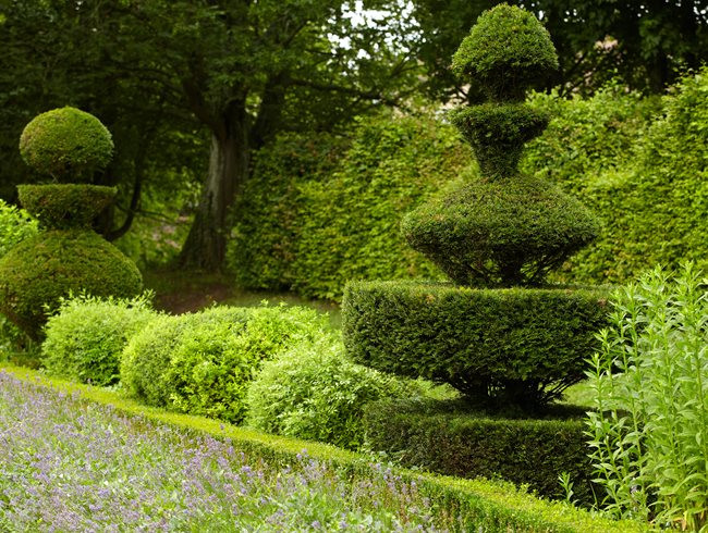Trees To Plant In Backyard
 Topiary Shape Shifters