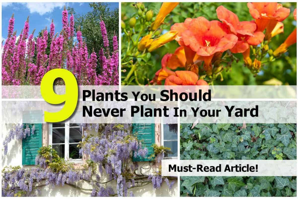 Trees To Plant In Backyard
 9 Plants You Should Never Plant In Your Yard